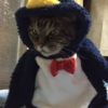 ペンギンの着ぐるみを着た猫