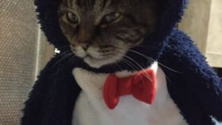 ペンギンの着ぐるみを着た猫